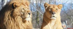 狮子和虎兽应该有杀死所有动物的力量 狮虎兽能打过老虎吗