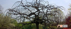 老树干上盘曲的树枝:古代传说中有角的小龙 老干虬枝是什么意思