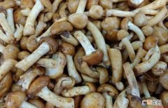 滑子菇属于什么分类滑子蘑是腐生类型 滑子菇属于什么分类
