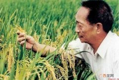 袁隆平是哪一年发现杂交水稻 袁隆平是哪一年发现杂交水稻的
